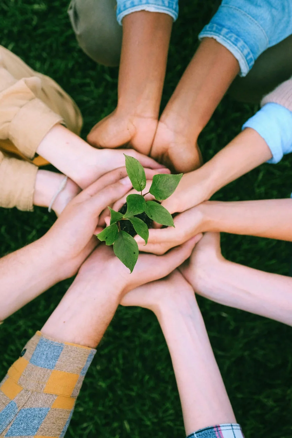 mains-unies-qui-tiennent-une-plante